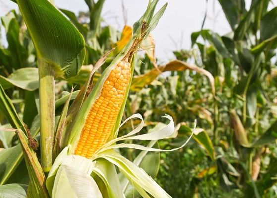 Експерт розповіла, чому дорожчає українська кукурудза