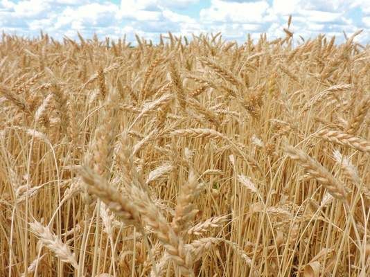 В Agricom Group – рекордний врожай пшениці