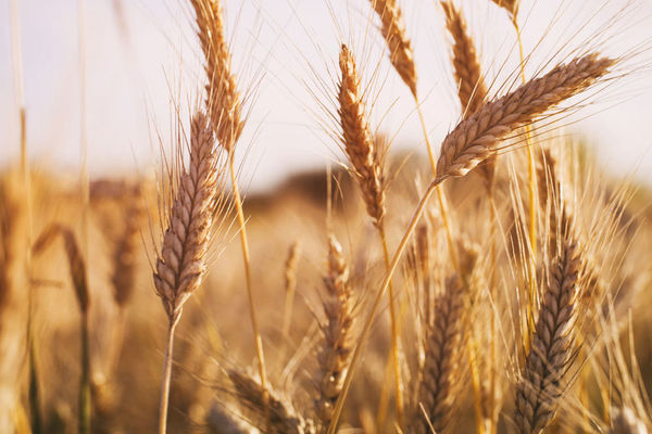 На Івано-Франківщині – найвищі ціни на пшеницю