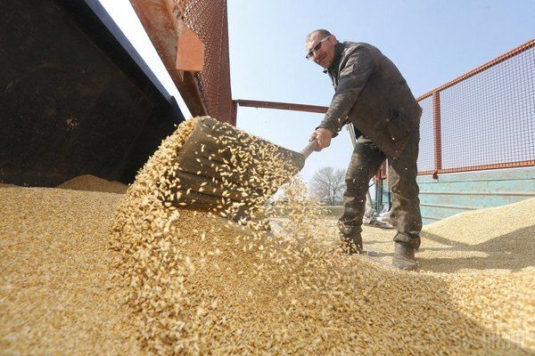 В портах дорожчає українська пшениця