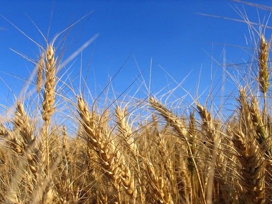 У Польщі очікується рекордний врожай пшениці