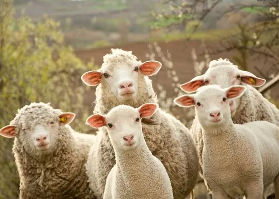 Овцеводам из Буковины выделят финансовую помощь