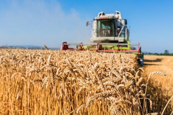 На Харківщині вже зібрали 1,2 млн тонн зерна