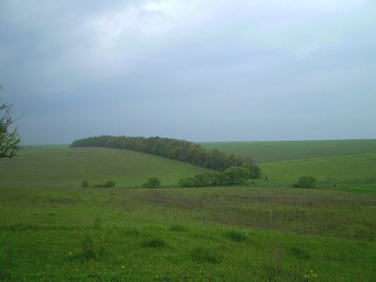 Ухвалено нові правила утримання та збереження полезахисних лісосмуг