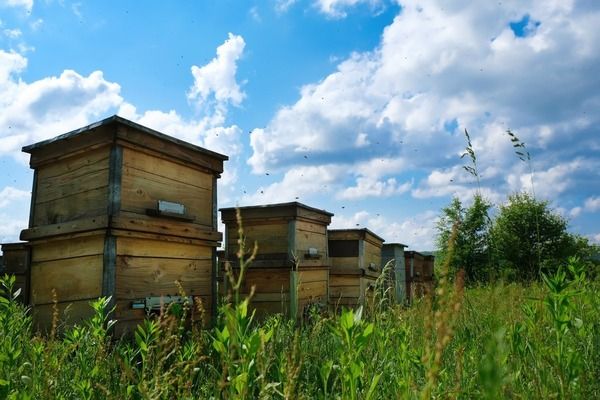 Українські пасічники зібрали набагато менше меду, аніж торік