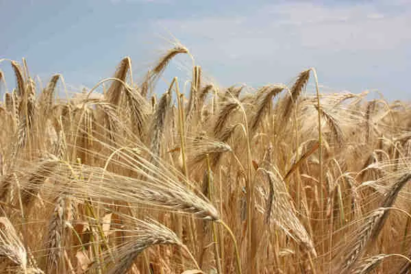 Урожайність пшениці у  Cygnet склала 5,7 т/га