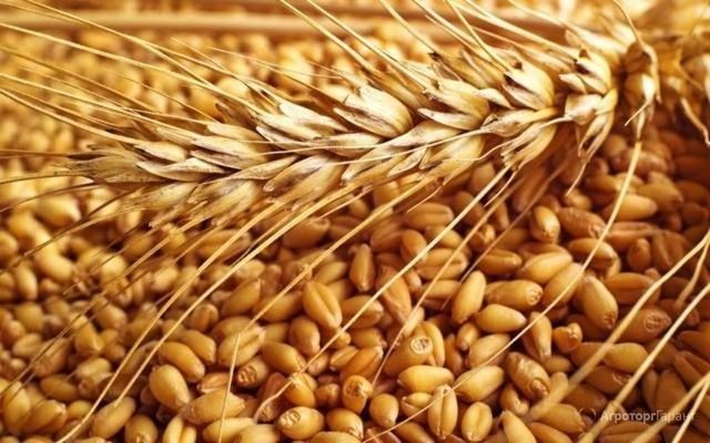 У світі очікується рекордне виробництво зерна