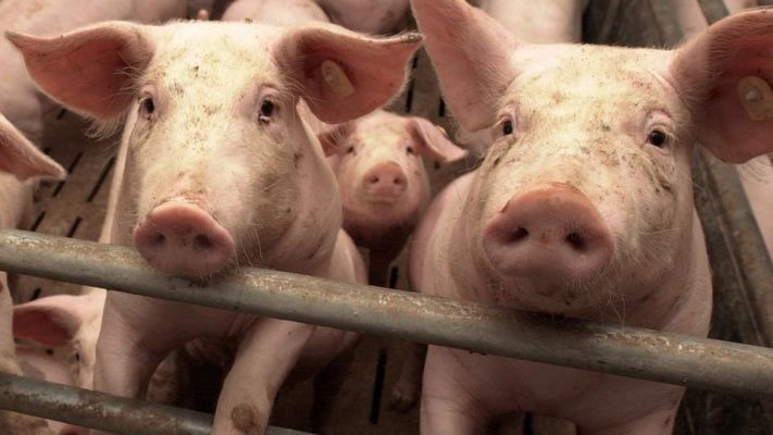 На Киевщине из-за АЧС уничтожено около 4 тысяч свиней