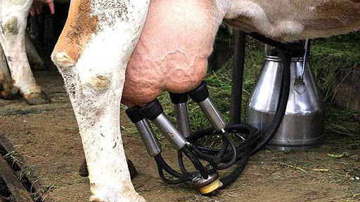 На Рівненщині власники корів зможуть отримати часткове відшкодування за придбані доїльні апарати