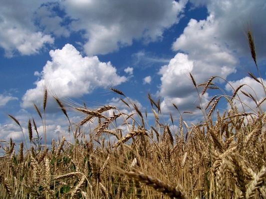 У США вже збирають яру пшеницю