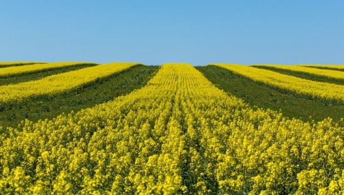 Експерти розповіли, чому дешевшає ріпак