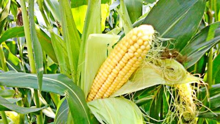 Погода сприяє високій урожайності кукурудзи, - аналітики