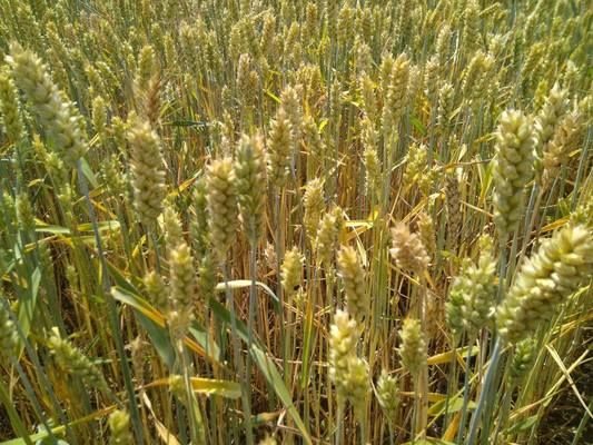 Найбільше пшениці посіяно у Запорізькій області, а кукурудзи – у Полтавській
