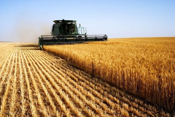 У Сумській області зібрано перший мільйон тонн зерна