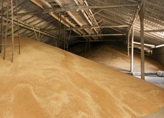 В ДЗПКУ вже  прийняли більше 200 тис. т зерна