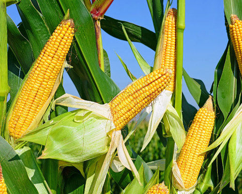 Через посуху у Франції може постраждати урожай кукурудзи