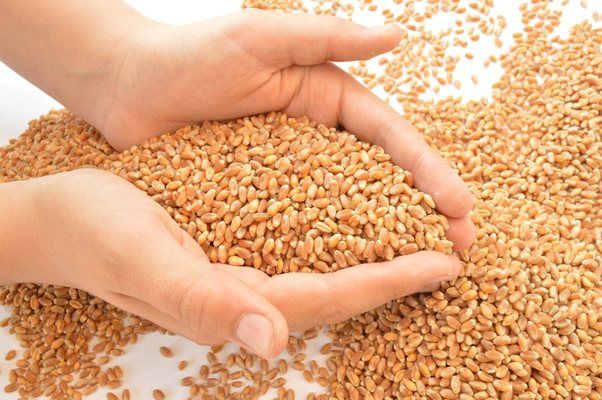 На наступному тижні буде узгоджено обсяг експорту зерна