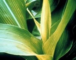 Ураган и град повредили посевы кукурузы в Черкасской области