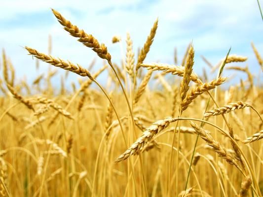 У Львівській області врожайність ранніх зернових вища, ніж торік