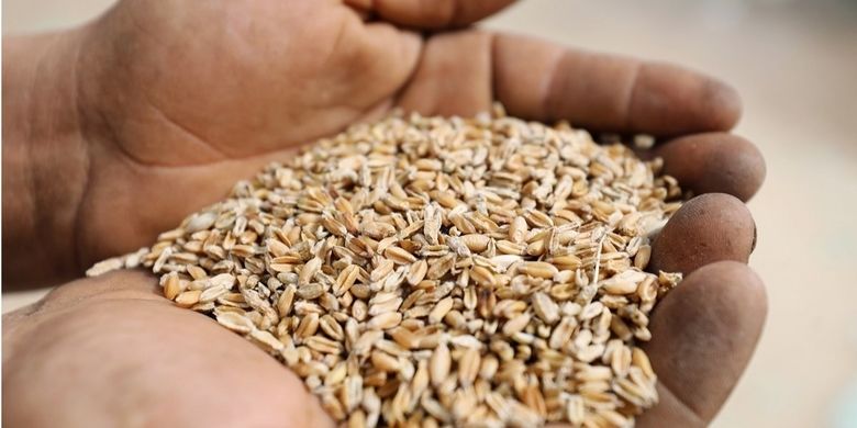 З України експортовано майже 3 млн тонн зерна