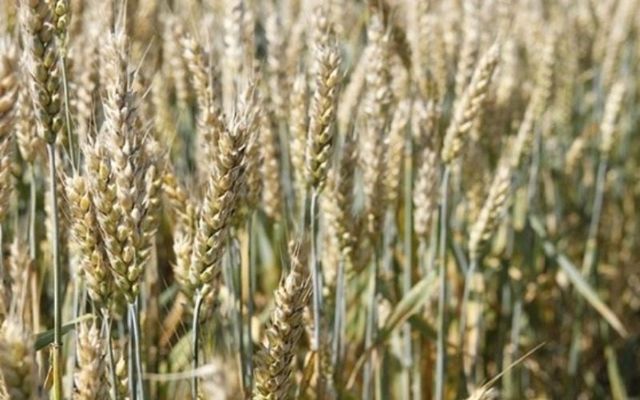 Науковці визначили цьогорічну врожайність озимої пшениці української селекції 