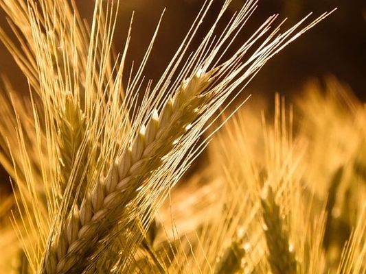 Жито подешевшало на 14% за тиждень