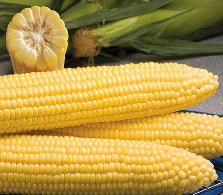 Науковці презентуватимуть нові сорти кукурудзи
