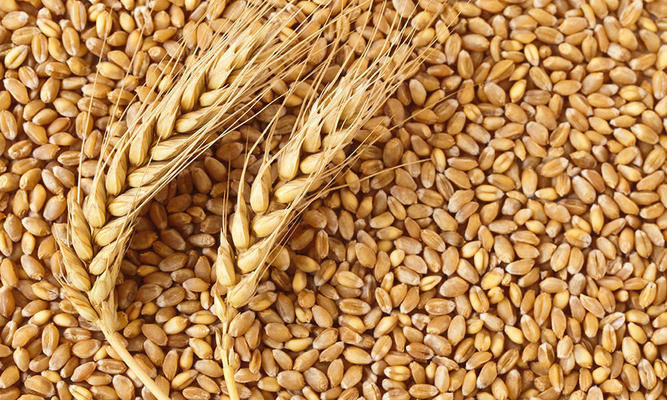 Виручка від експорту українських зернових зменшується