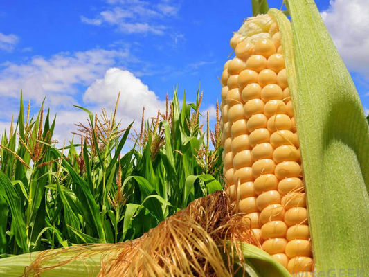 В Україні виведено суперцукрову колоскову кукурудзу