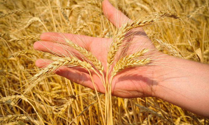 Прогноз загального виробництва зерна в Україні збільшено до 73 млн т 