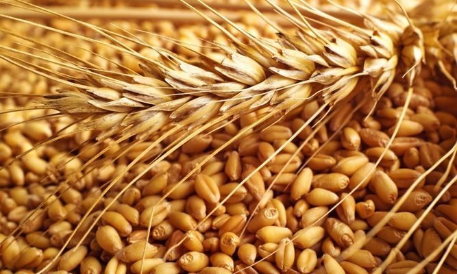 В этом сезоне можно будет отправить на экспорт 17,2 млн тонн украинской пшеницы
