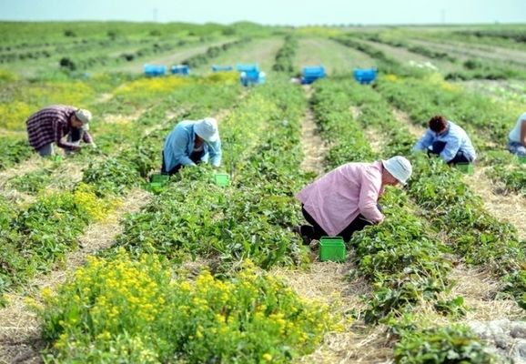 В країнах Європи - дефіцит сезонних працівників