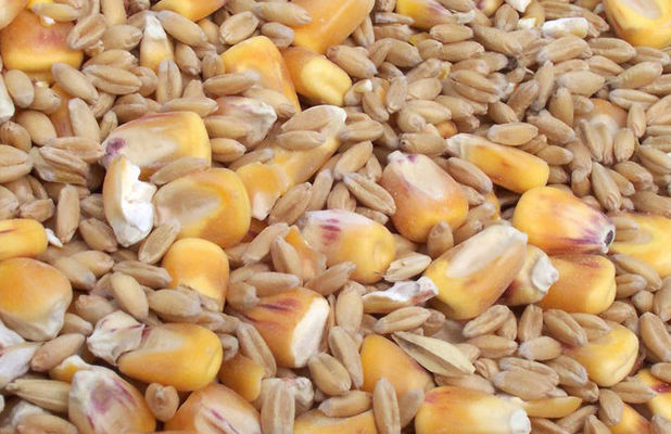 Прогноз для Украины по поводу производства пшеницы и кукурузы повышен