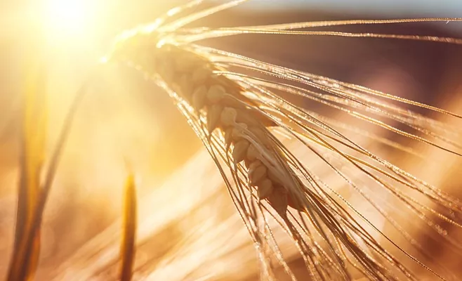 Фахівці розповіли, як правильно вибрати протруйник насіння