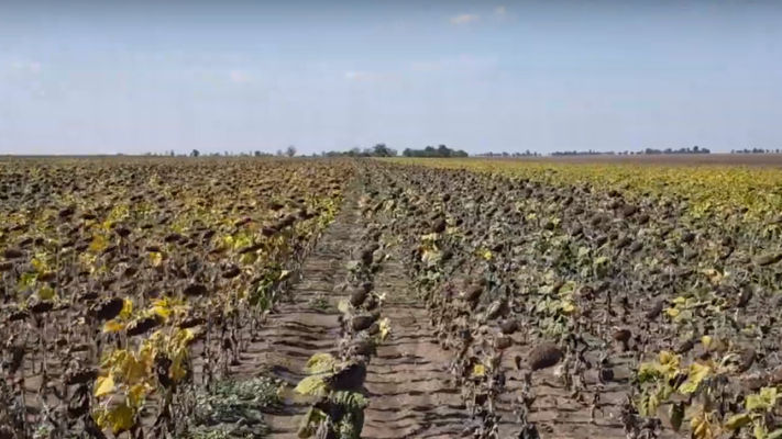 У Вінницькій області фермери мають збитки через посуху