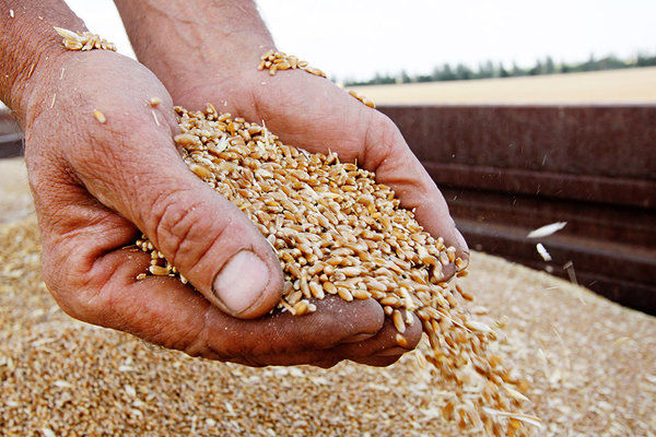 Підвищено прогноз виробництва українського зерна