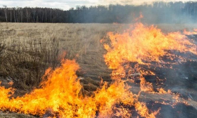 У Держекоінспекції закликають не палити стерню