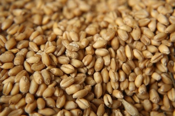 Экспортировано уже  4,7 млн т украинского зерна 