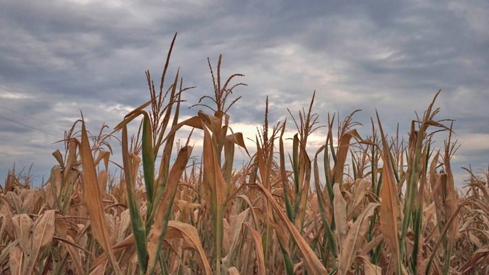 Засуха ухудшает состояние сои и кукурузы