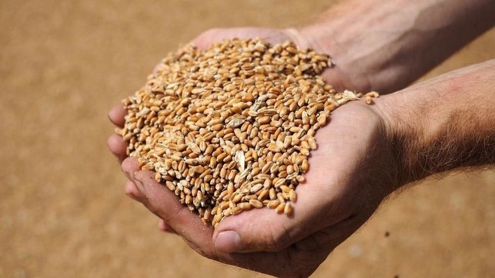 Обсяг «тіньового» обігу зерна в Україні складає 50%, - думка