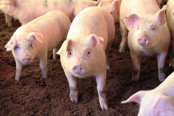 У селі на Волині масово гинуть свині