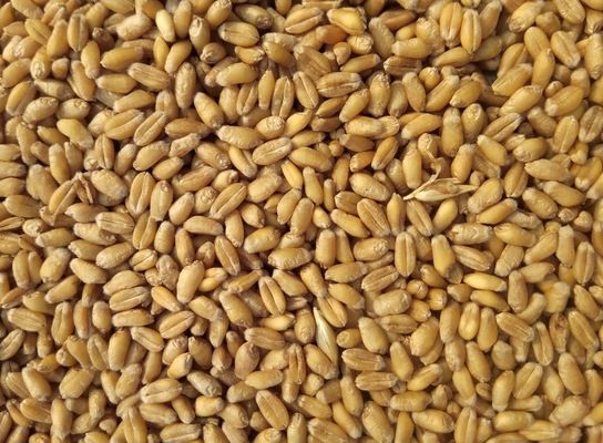 Україна експортувала вже понад 5 млн тонн зерна