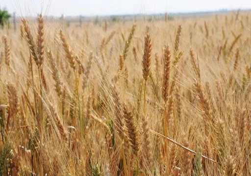 У США зібрано близько третини площ ярої пшениці