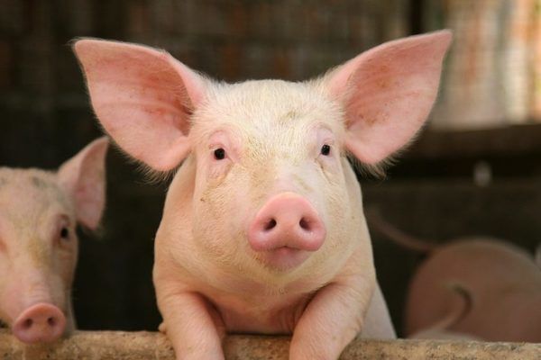 В Україні скоротилося поголів'я свиней