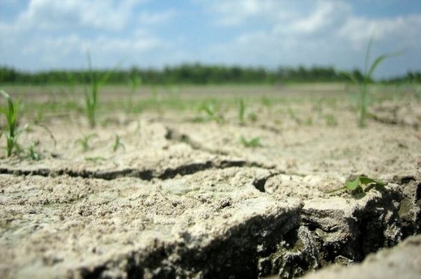 Частина аграріїв може збанкрутувати через посуху, - думка