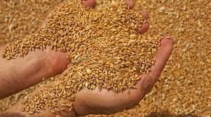 У минулому МР Україна була серед лідерів за експортом зерна