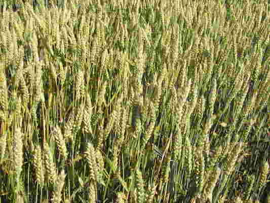 Фахівці попереджають про розповсюдження маловідомих хвороб зернових 