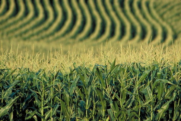 Из-за засухи не следует рассчитывать на рекордный урожай кукурузы, - эксперт