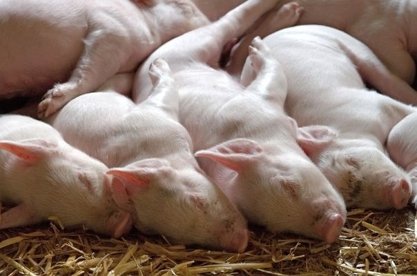 В Івано-Франківській області зафіксовано спалах АЧС свиней