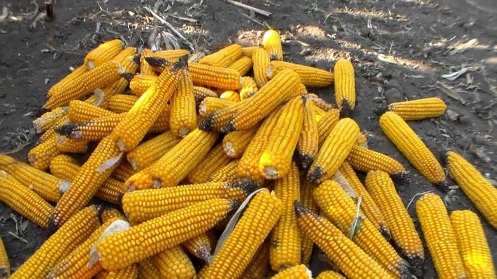 Аграрії можуть втратити близько третини врожаю кукурудзи